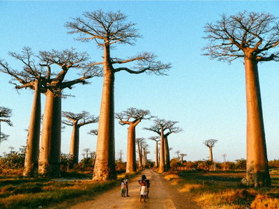 Season 1 episode 2 - The legendary baobab – Madagascar