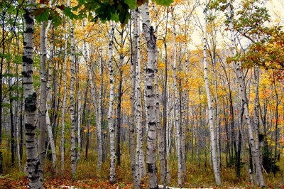 Season 1 episode 4 - Birch – Finland