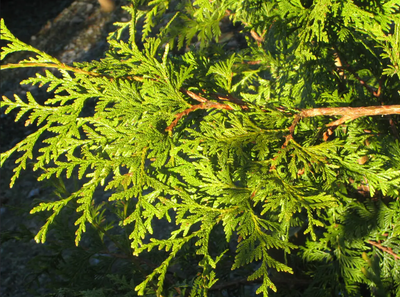 Season 1 episode 1 - The red cedar – Canada