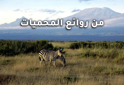 Season 1 episode 1 - Amboseli National Park
