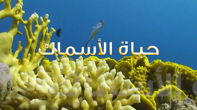 الموسم 1 الحلقة 1 - حركة الأسماك