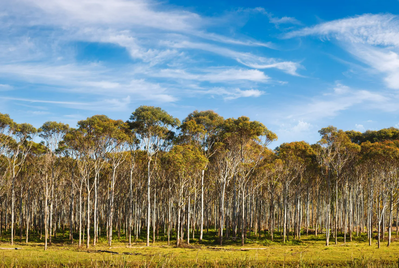 Season 1 episode 3 - Eucalyptus – Australia