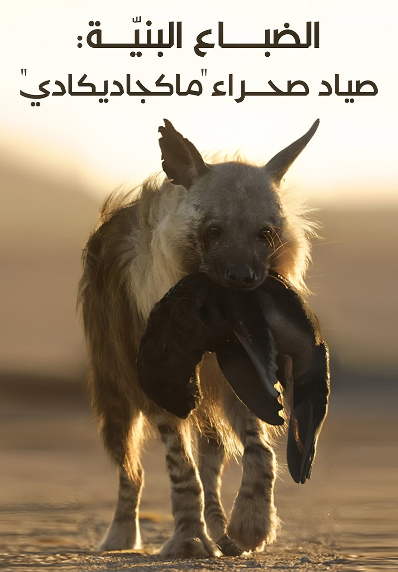 الضباع البنيّة : صياد صحراء ماكجاديكادي poster
