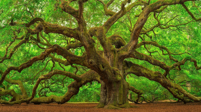 Season 1 episode 5 - Oak – France