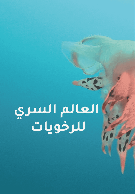 Le monde secret des mollusques poster