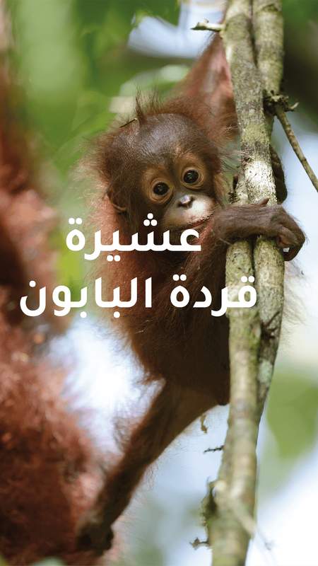 The Baboon Tribe poster