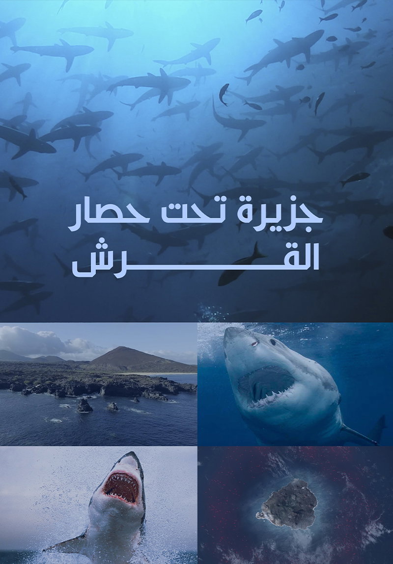 Une ile assiégée par les requins poster